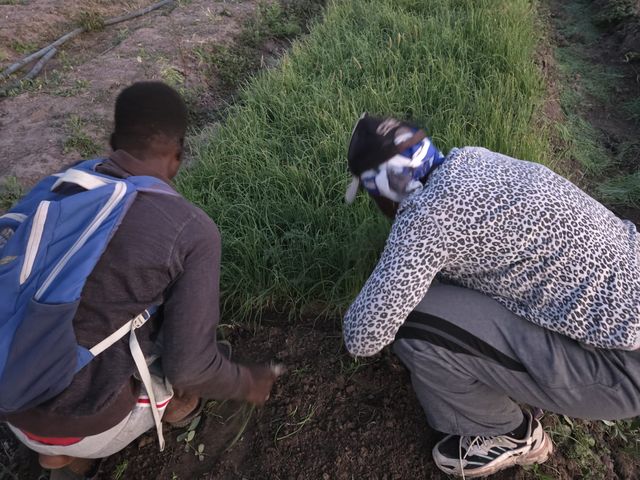 Contrôle des plants, accroupis au bord d'une planche de pépinière