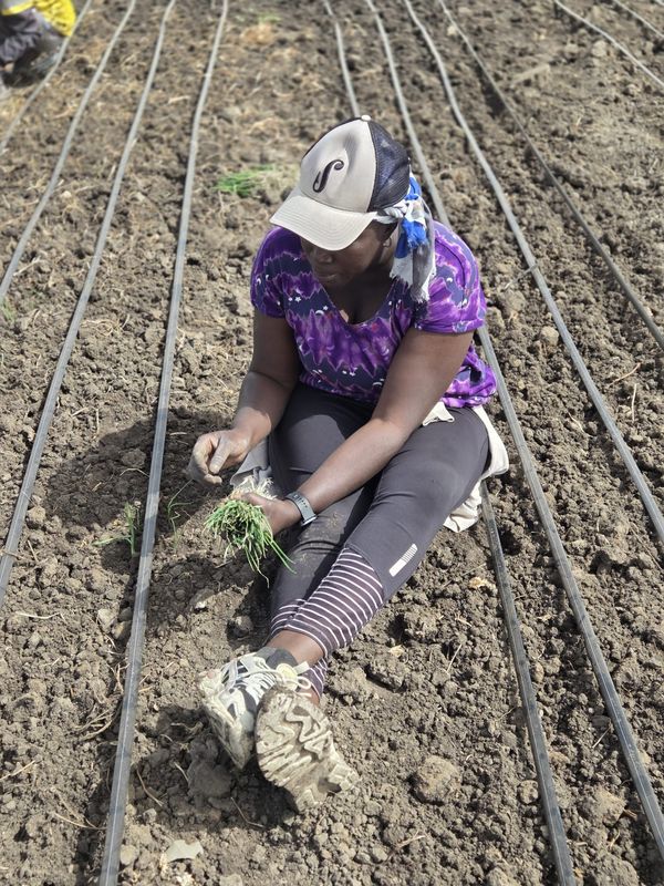 Repiquage des plants le long des lignes de goutte-à-goutte