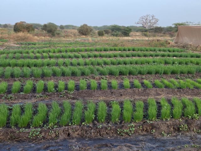Parcelles de Guelwar plantées en rangs réguliers
